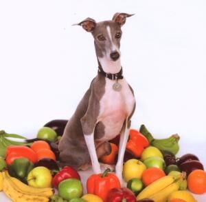 Shellac - Excellent Italian Greyhound [CD]