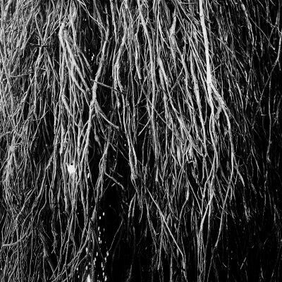 Bernocchi / Cavalera / Merzbow - Nocturnal Rainforest [vinyl]